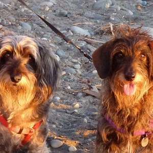 Meet your Posher, Lis